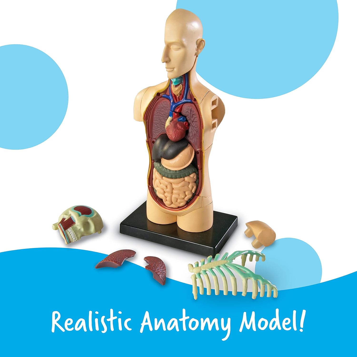 71Q4MnOoH9L. AC SL1500 Learning Resources Human Body Model, 31 Pieces, Grades 3+, Ages 8+, Science Classroom Demonstration Tools, Realistic Human Anatomy Display Edu Expertise Hub Human Resources