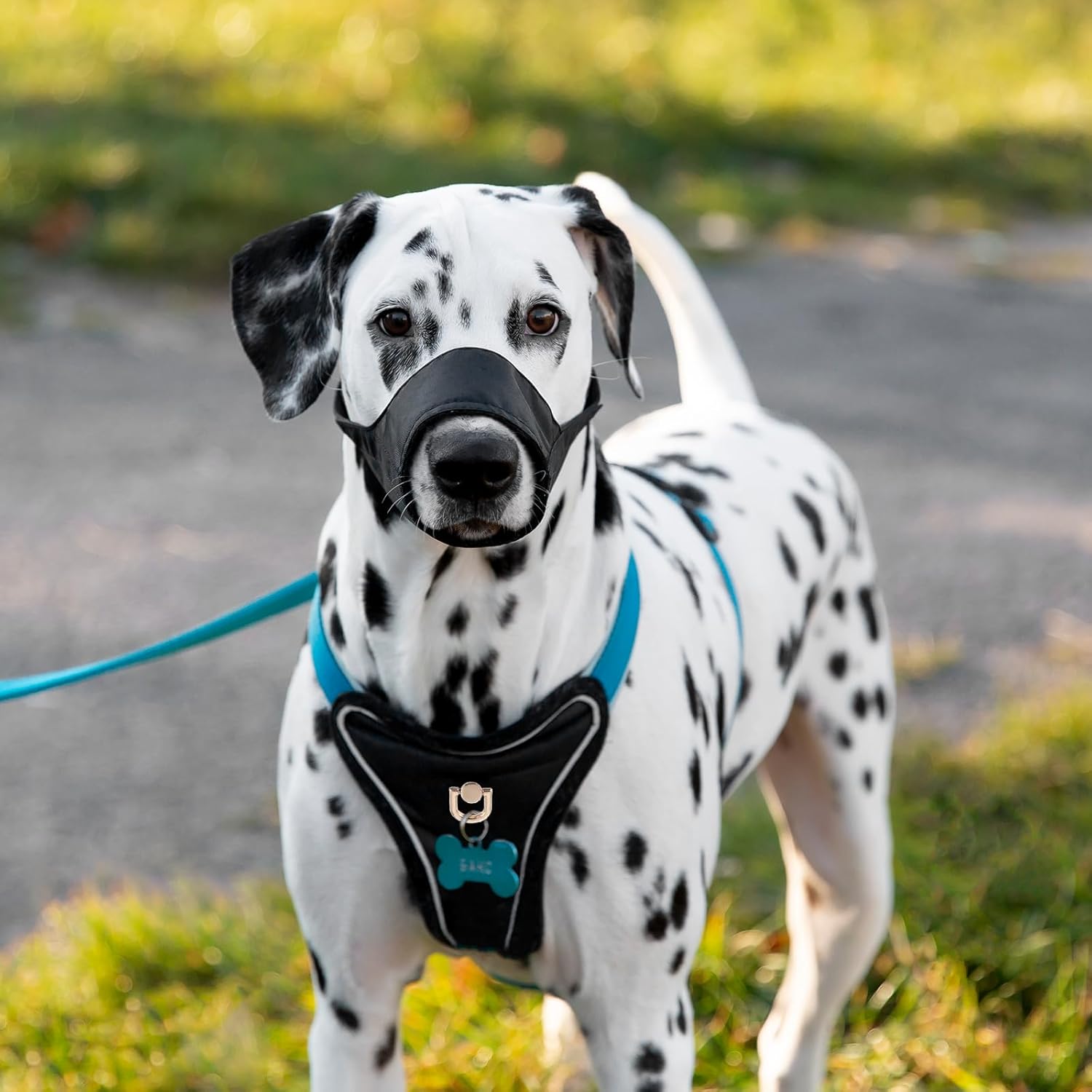 71MaoyIYfPL. AC SL1500 Hpmjz 6 Pcs D Ring Stud Screw Ball Head Buttons Gold Heavy Duty Leather Rivets Button Stud Screw Ball Post Head Buttons 360 Degree Rotatable D Rings for Purse Bag Hardware DIY Leathercraft Edu Expertise Hub Hardware & DIY