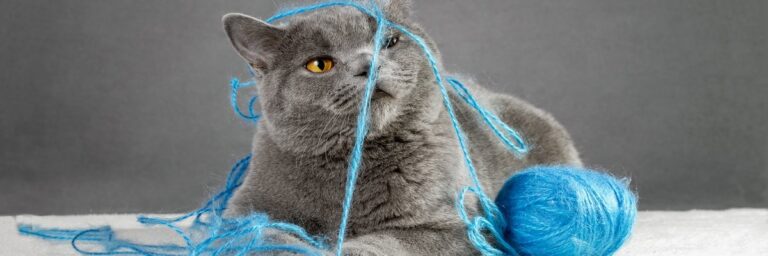 Paw Patrol: How AI and IoT are driving preventative pet care Paw Patrol: How AI and IoT are driving preventative pet care